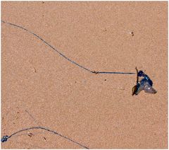 Portuguese Man-O-War (Bluebottle)