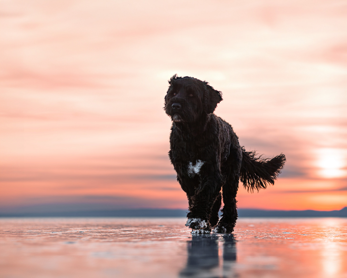 Portuguese Waterdog on ice