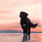 Portuguese Waterdog on ice
