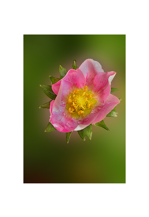 PORTULACA