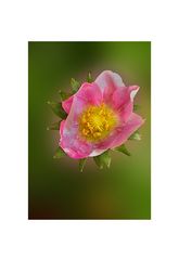 PORTULACA