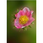 PORTULACA