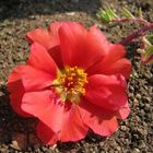 Portulaca o Porcellana (Portulaca grandiflora)