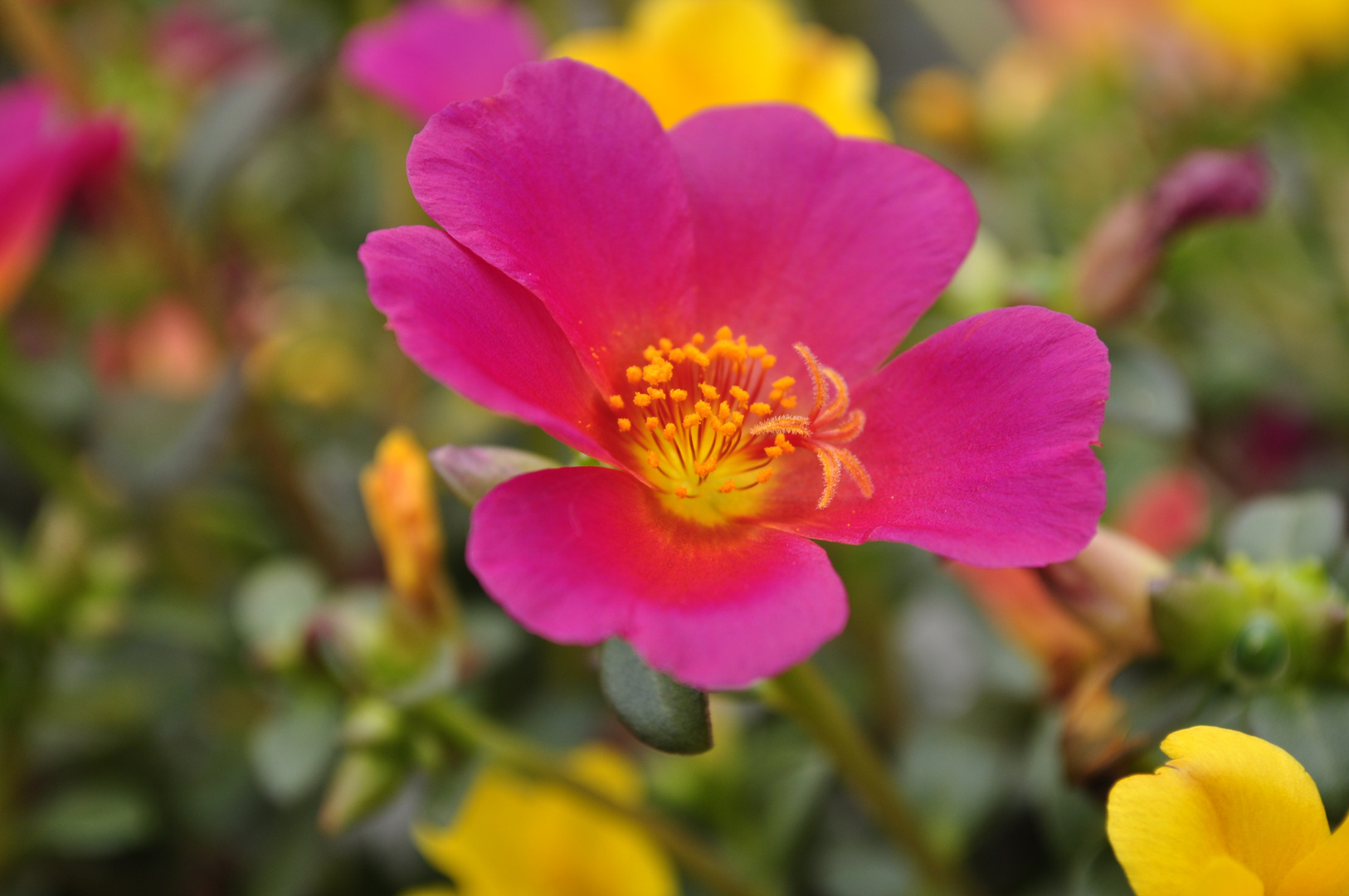 Portulaca Pazzaz Pink Glow