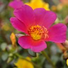 Portulaca Pazzaz Pink Glow