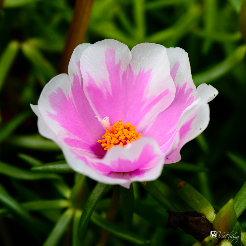 Portulaca pilosa #1