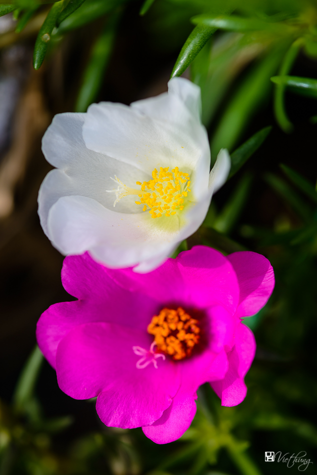 Portulaca pilosa #3