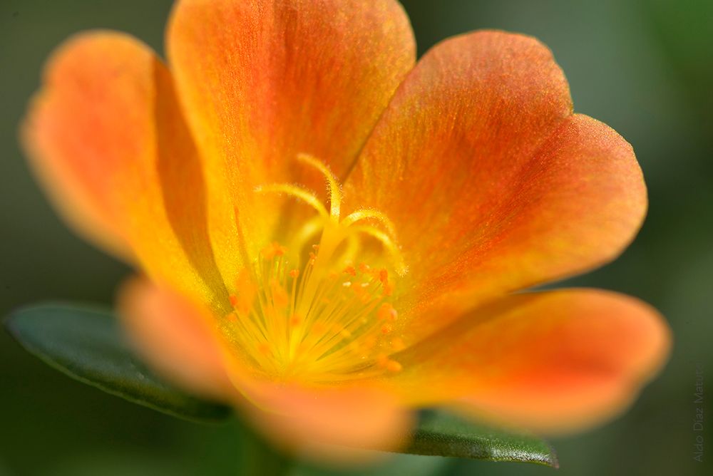 Portulaca umbraticola