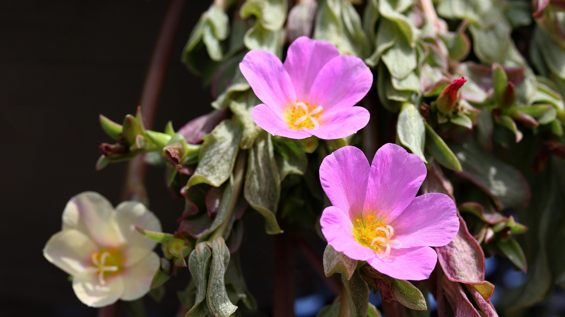 Portulakröschen