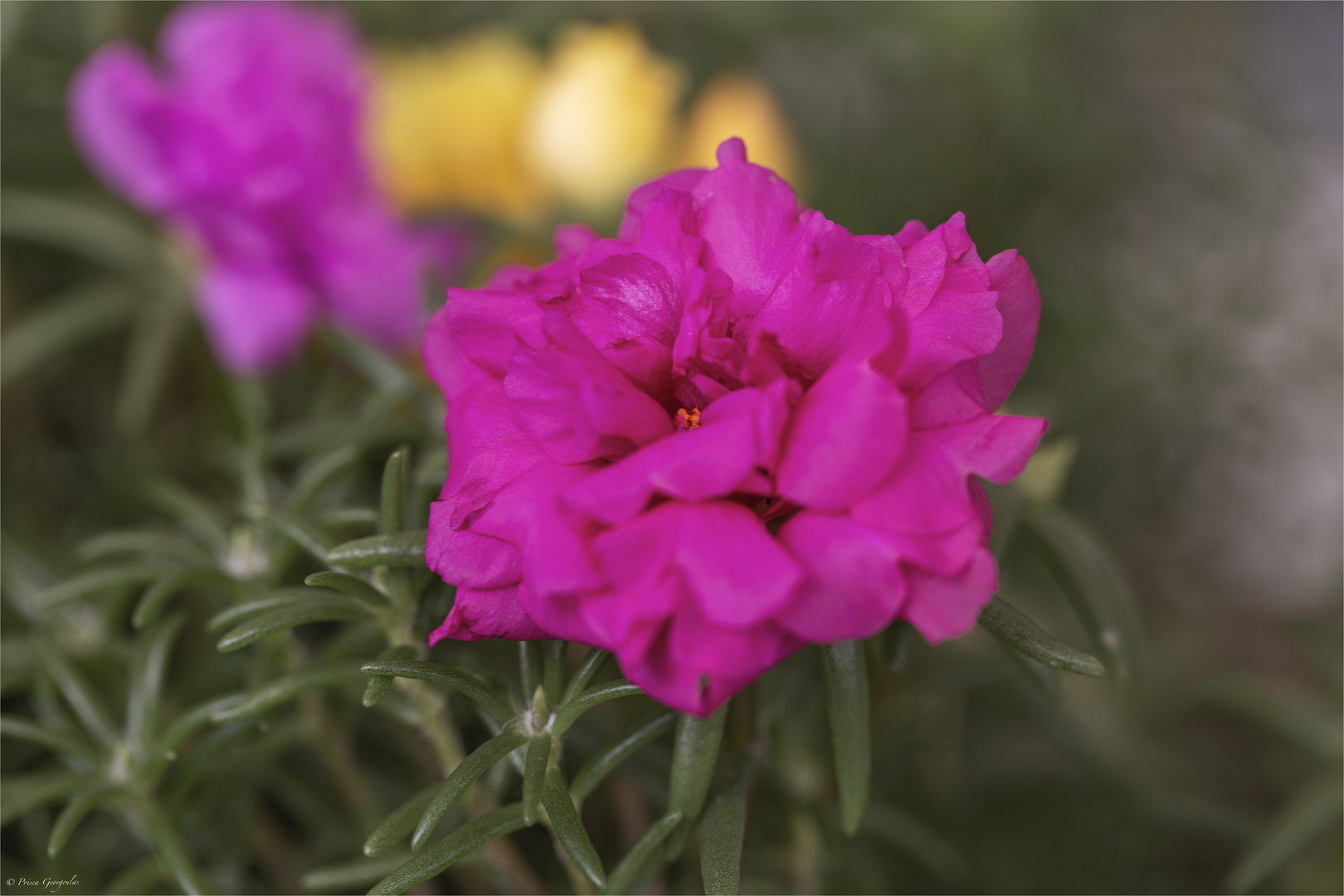 Portulakröschen - Portulaca grandiflora