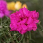 Portulakröschen - Portulaca grandiflora