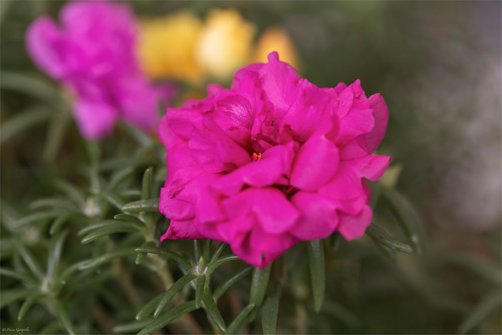 Portulakröschen - Portulaca grandiflora