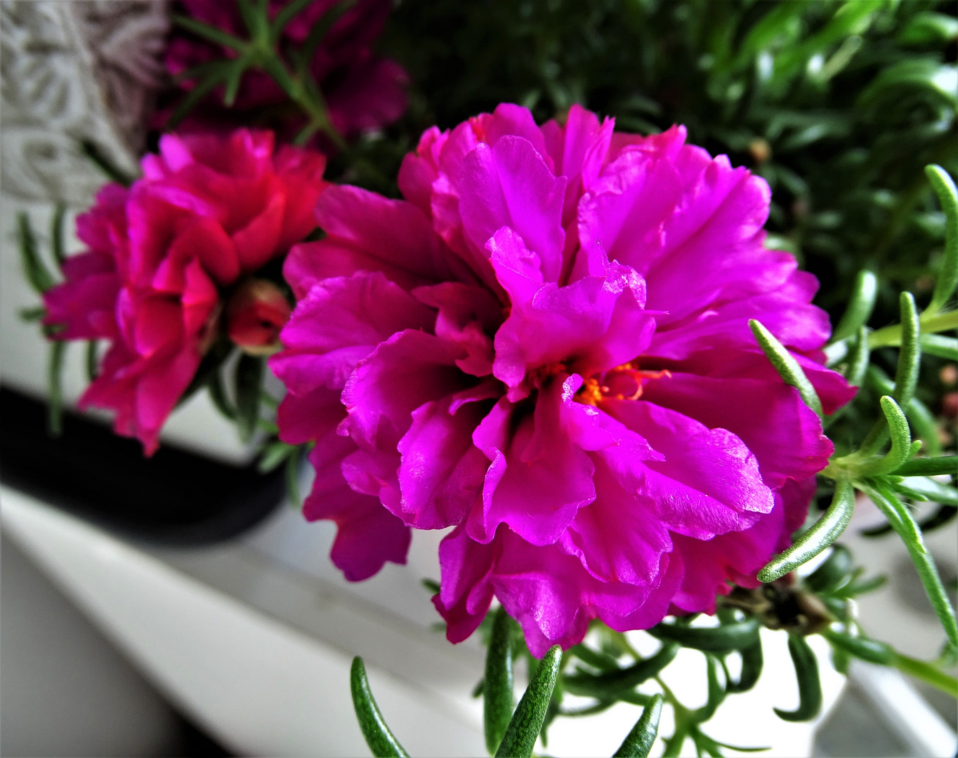 Portulakröschen ( Portulaca grandiflora)