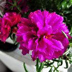 Portulakröschen ( Portulaca grandiflora)