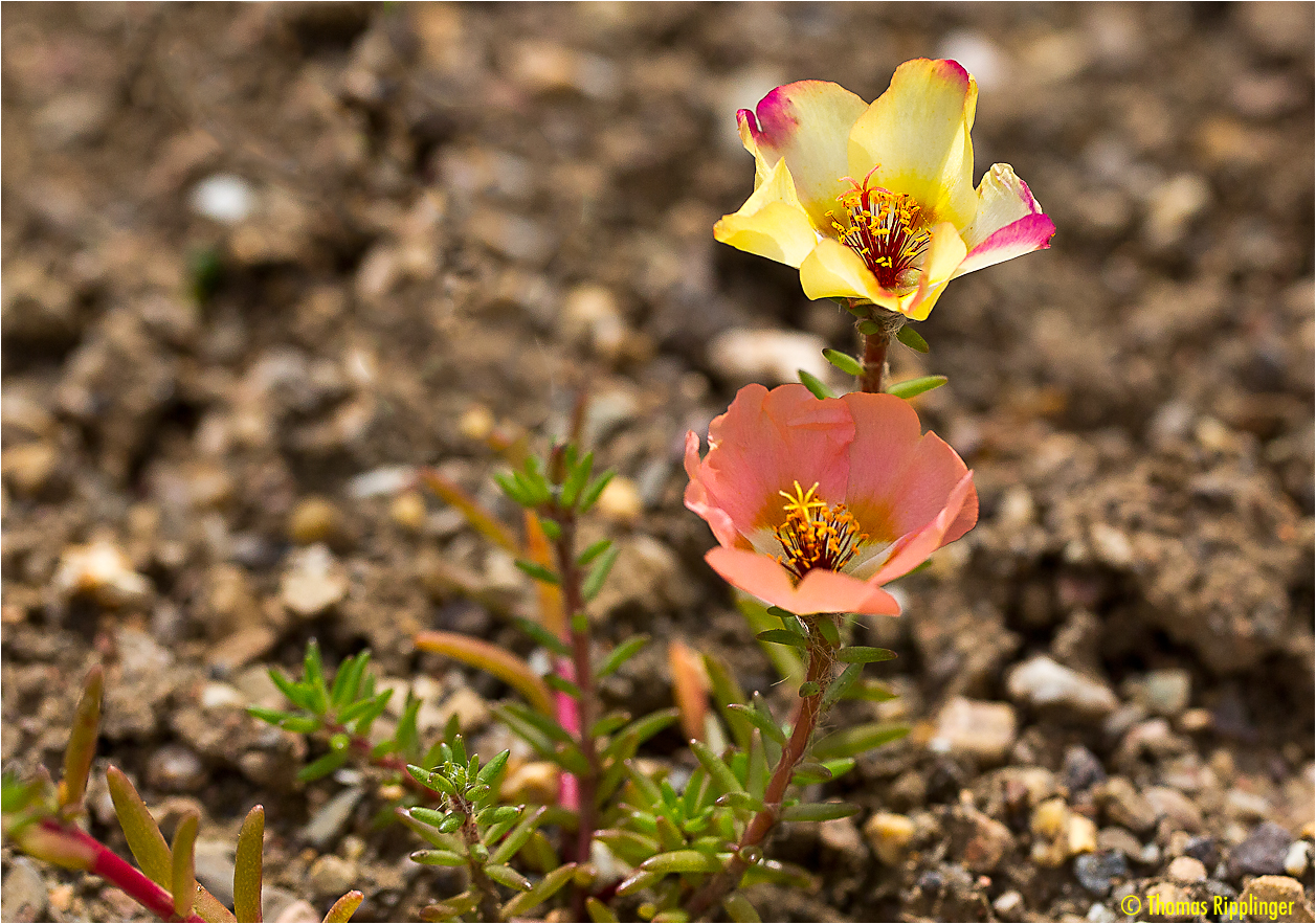 Portulakröschen (Portulaca grandiflora)....