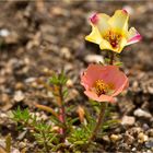 Portulakröschen (Portulaca grandiflora)....