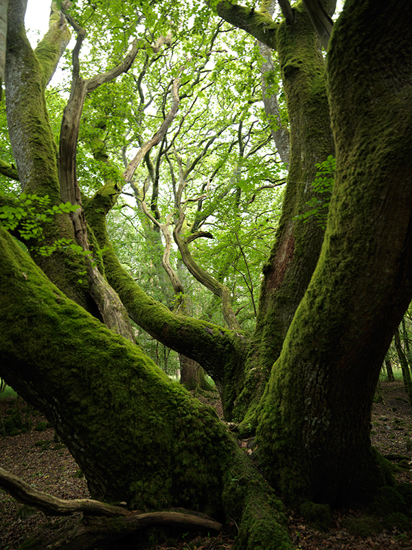 Portumna Forrest