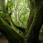 Portumna Forrest