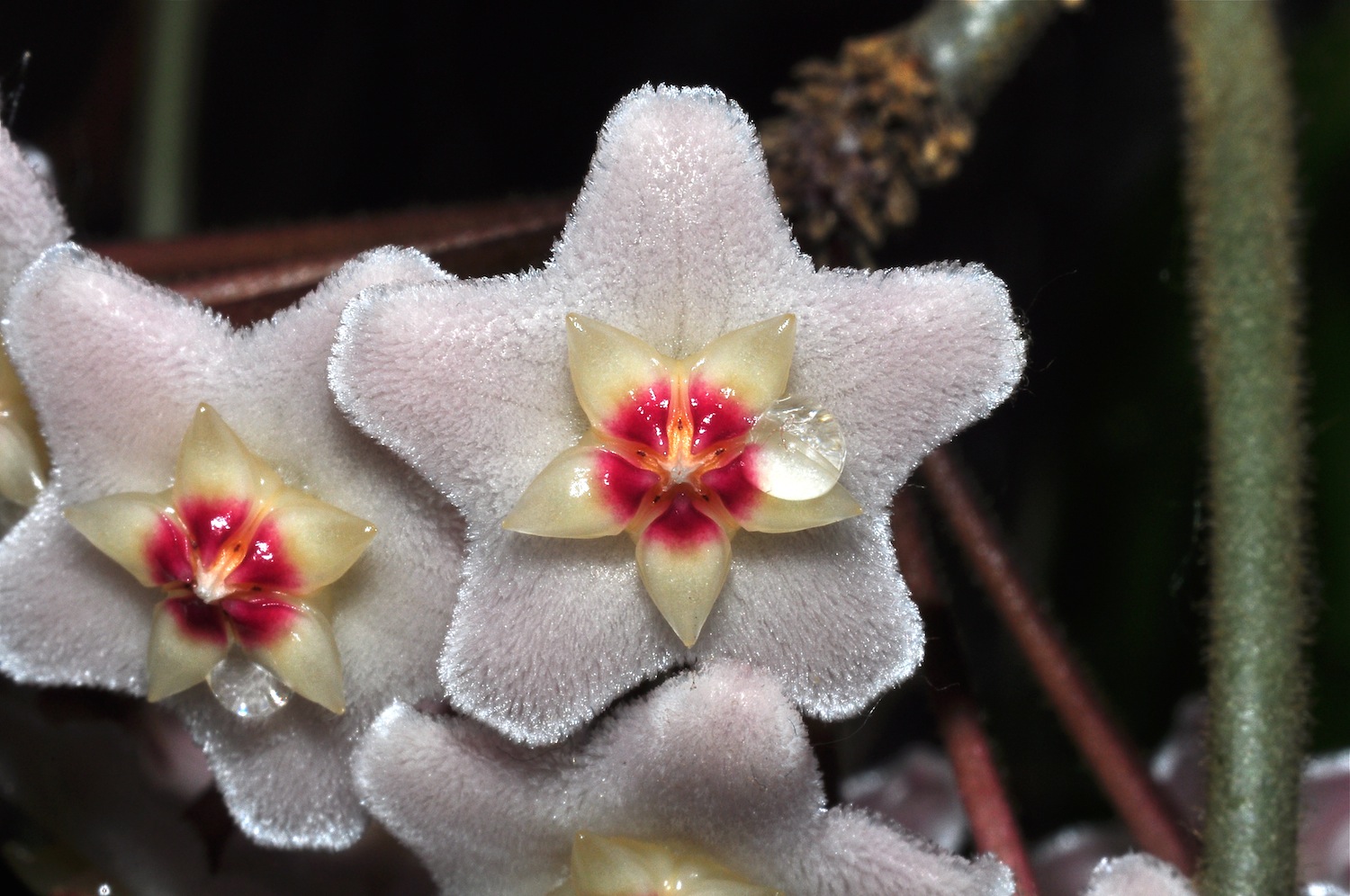 Porzelanblumenblüte