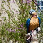 Porzellan-Papagei im Botanischen Garten München