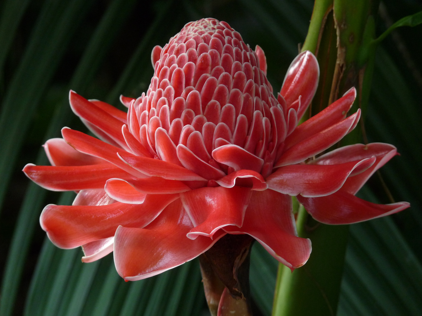 Porzellanblume, Botanischer Garten Singapur