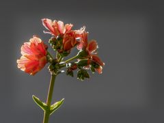 Porzellanblume