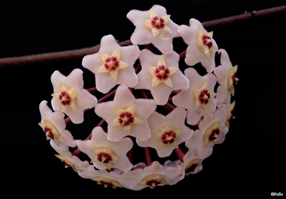 Porzellanblume -Hoya carnosa -