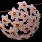 Porzellanblume -Hoya carnosa -