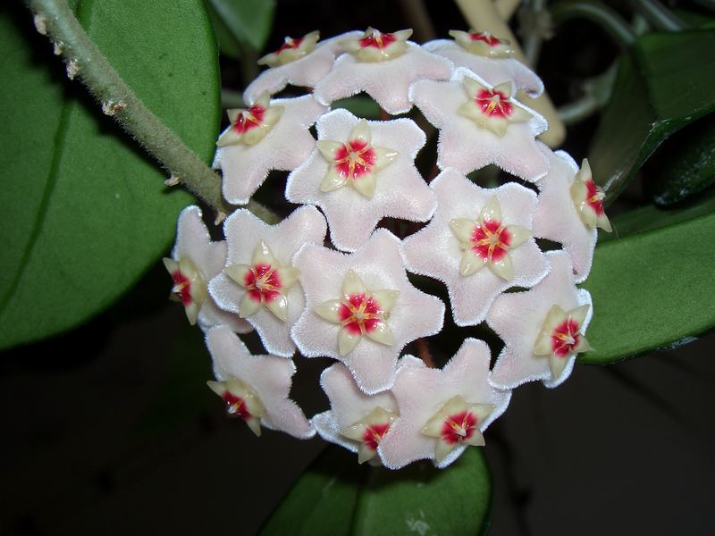 Porzellanblume (Hoya carnosa)