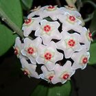 Porzellanblume (Hoya carnosa)