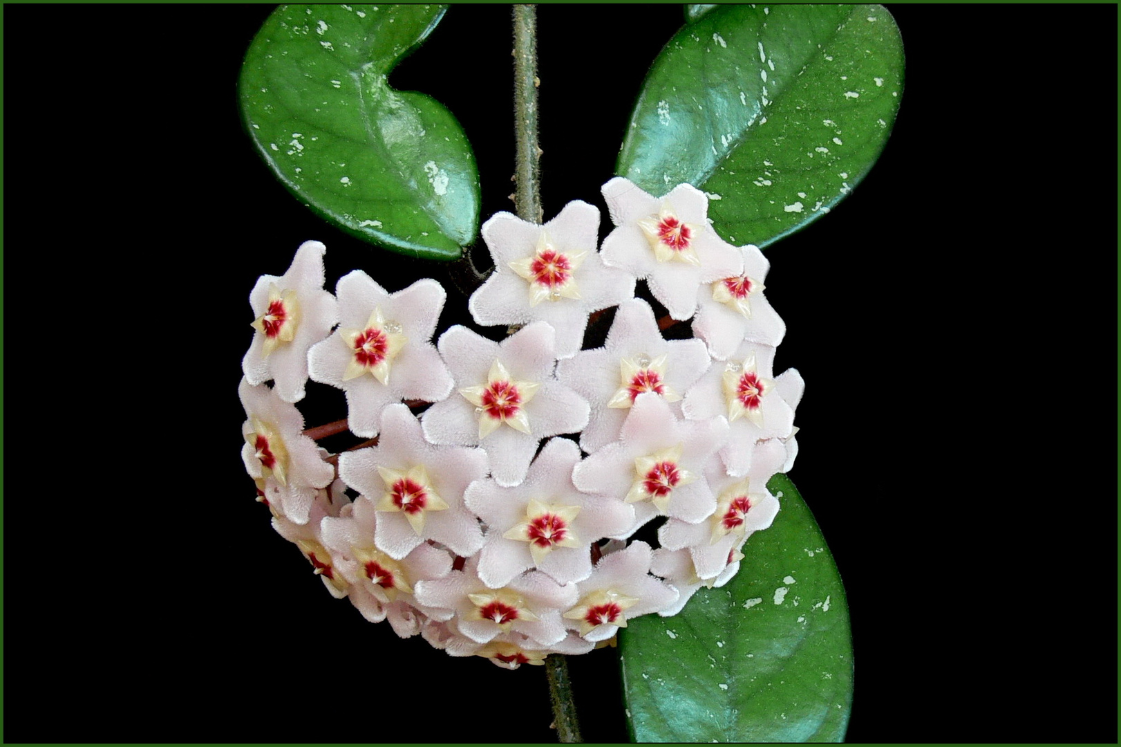 Porzellanblume (Hoya carnosa)