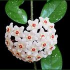 Porzellanblume (Hoya carnosa)