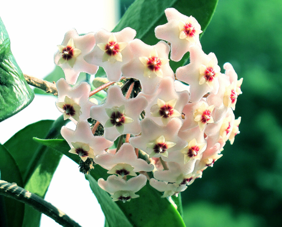 Porzellanblume (Hoya carnosa)