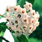 Porzellanblume (Hoya carnosa)