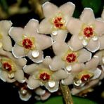 Porzellanblume (Hoya carnosa)