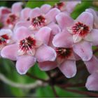 Porzellanblume - Hoya carnosa