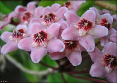 Porzellanblume - Hoya carnosa