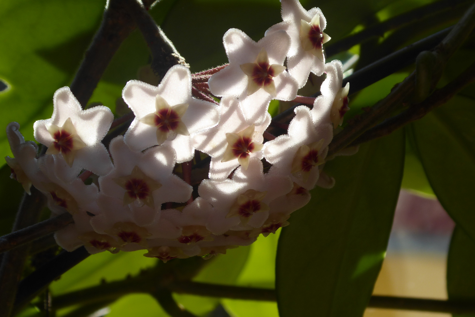 Porzellanblume mit Sonne