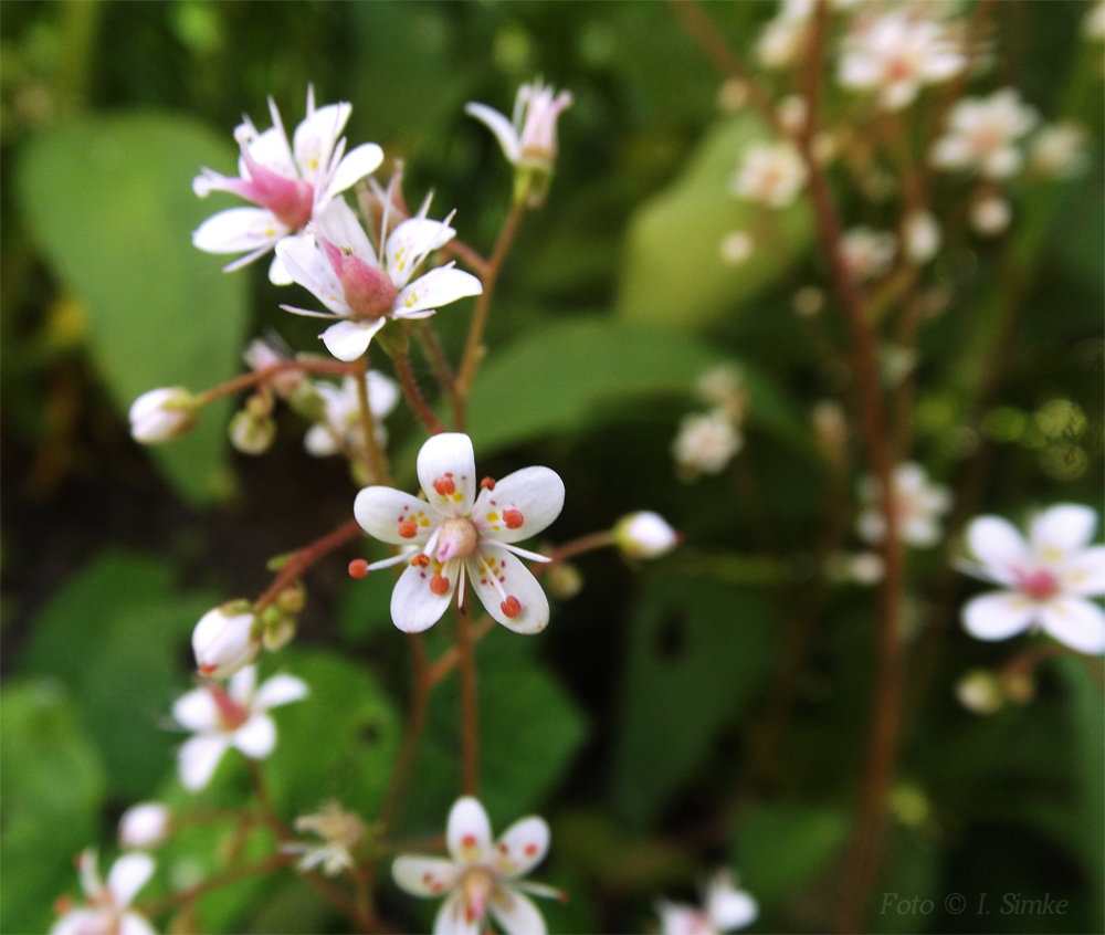 . Porzellanblume - Steingarten .