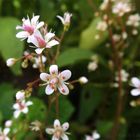 . Porzellanblume - Steingarten .