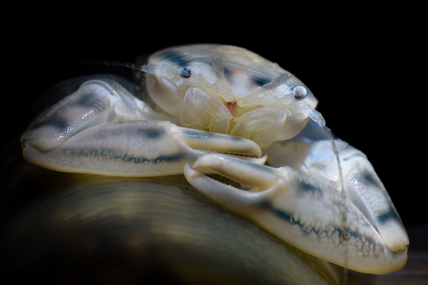 Porzellankrabbe auf Seefeder