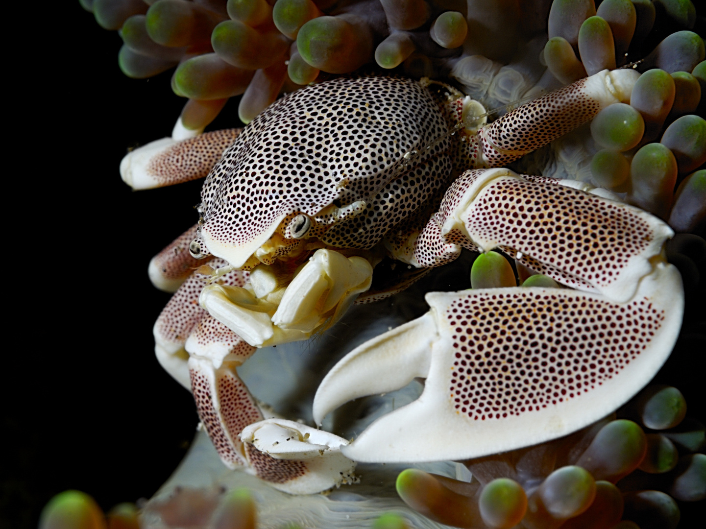 Porzellankrabbe aus Bali