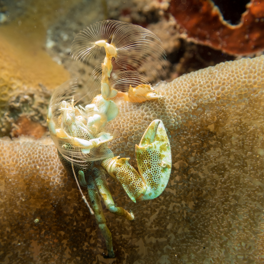 Porzellankrabbe beim Angeln