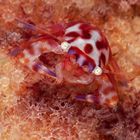 Porzellankrabbe - Porcellanella triloba
