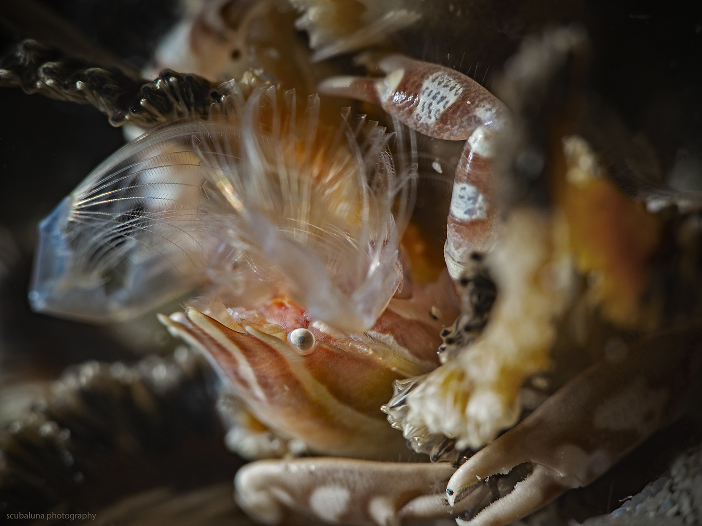 Porzellankrabbe(n) auf Seefeder