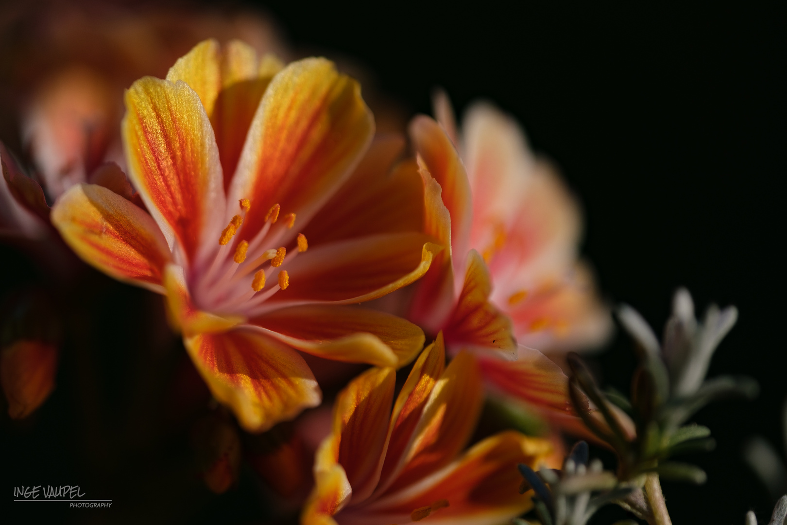 Porzellanröschen - Lewisia - Bitterwurz