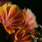 Porzellanröschen - Lewisia - Bitterwurz