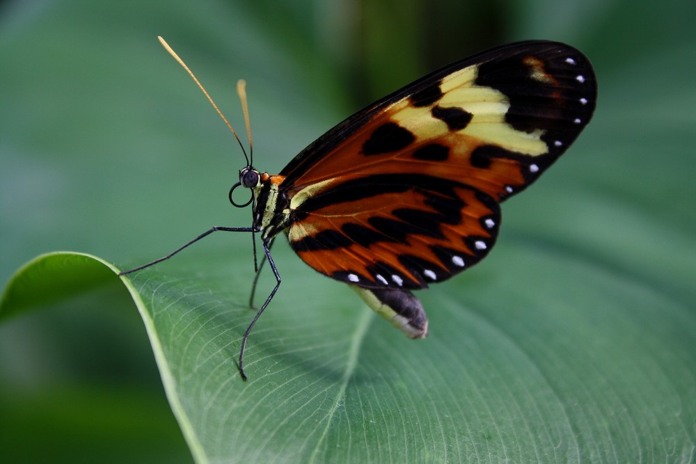 Posa la mariposa