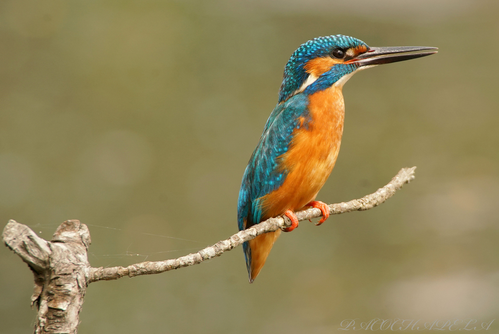 Posado de un Martin pescador.