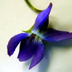 POSADO DE UNA VIOLETA